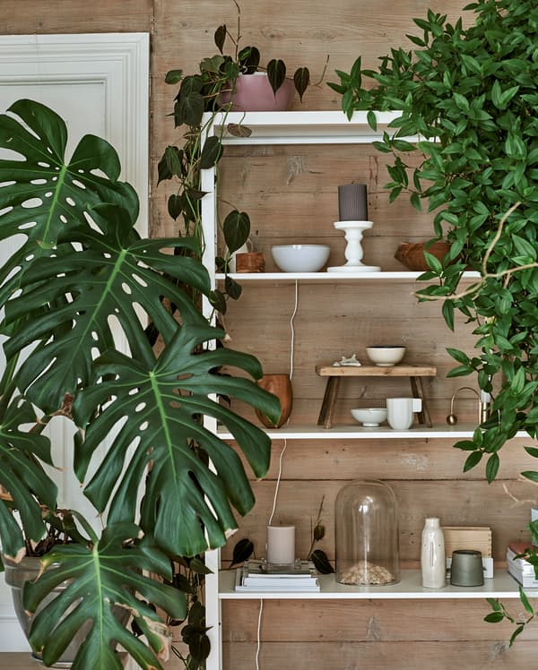 ชั้นวางสีขาวทำจากโลหะ มีต้นไม้หลากหลายแบบ ครอบแก้ว เซรามิก และงานไม้แกะสลัก