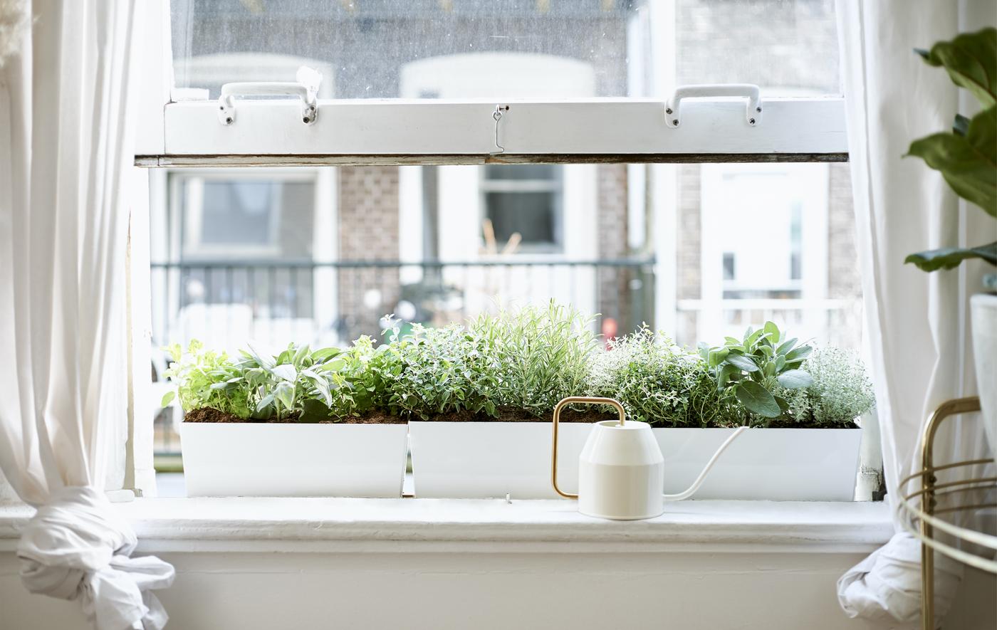 หน้าต่างที่เปิดอยู่ที่มีบัวรดน้ำสีครีมและสีทองอยู่ที่ขอบหน้าต่างด้านหน้ากระถางต้นไม้ที่มีต้นไม้อยู่