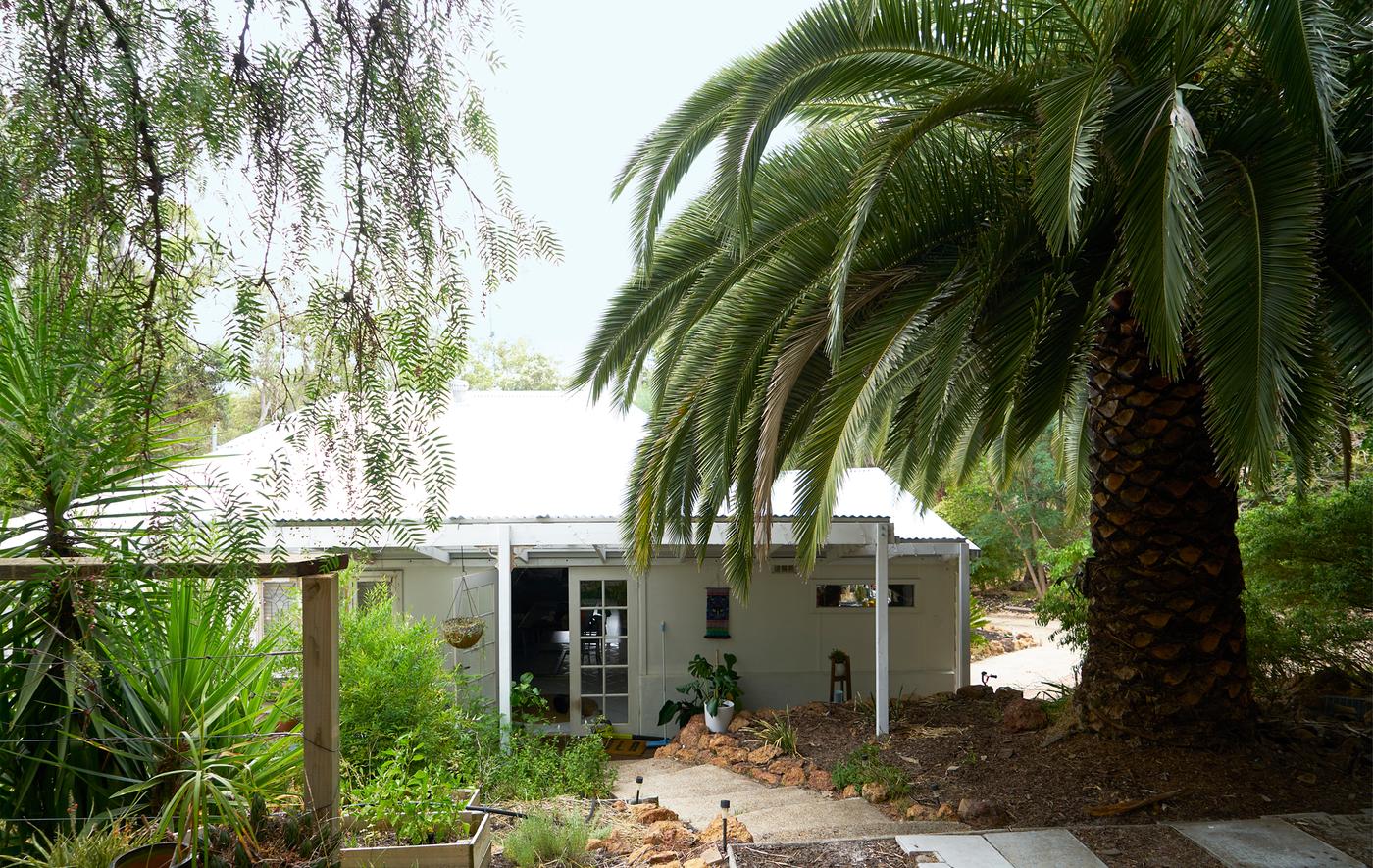 บ้านชั้นเดียวสีขาวท่ามกลางป่า มีต้นปาล์มยักษ์