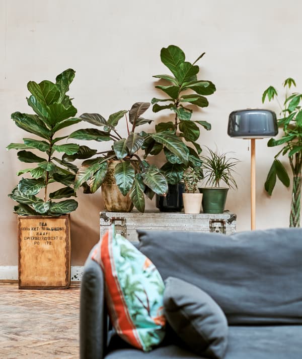 ต้นไม้ต้นใหญ่ปลูกในกระถางที่ทำจากลังชาถัดจากหีบสีเงินที่มีต้นไว้วางอยู่ข้างบน และโคมไฟตั้งพื้นวางอยู่ด้านหลังโซฟาสีน้ำเงิน