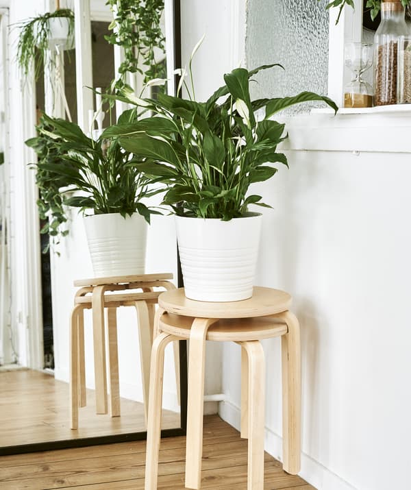 เก้าอี้ไม้สองตัววางซ้อนกันโดยมีกระถางต้นไม้ขนาดใหญ่อยู่ด้านบนที่อยู่ข้างๆ บานกระจก