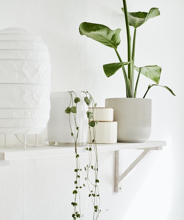 โคมไฟสีขาว ต้นไม้กระถางและเครื่องประดับต่างๆ บนชั้นวางของแบบติดผนัง