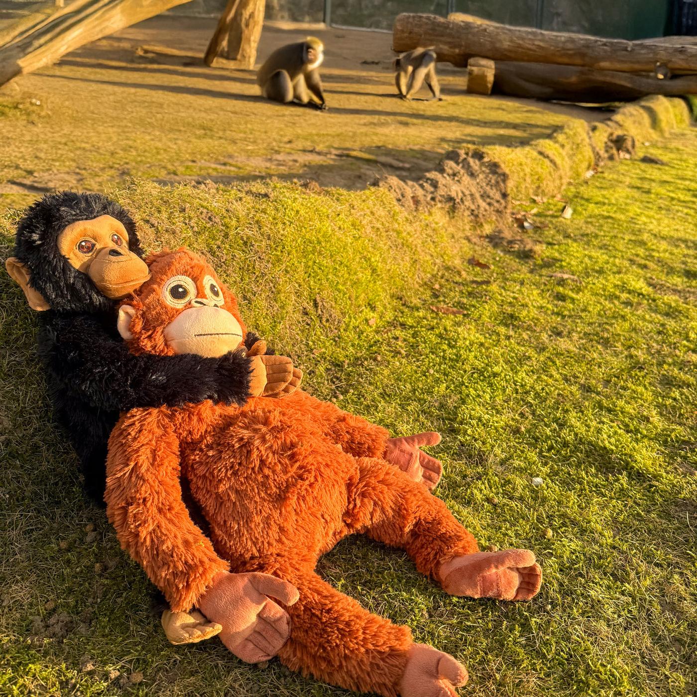 침팬지 봉제인형이 오랑우탄 봉제인형을 껴안고 있는 모습