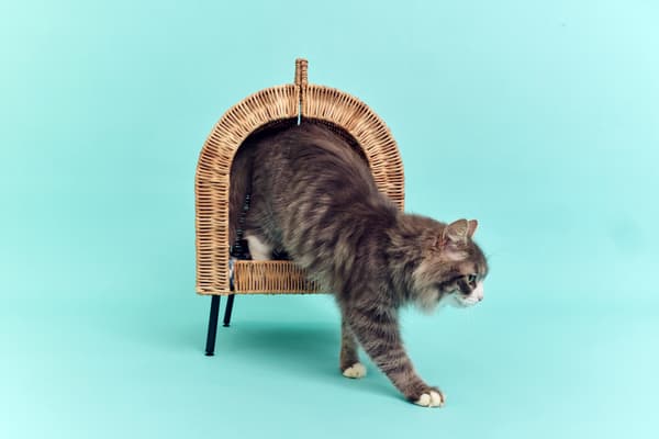 1 year old Flora, with her UTSÅDD cat bed on legs, rattan