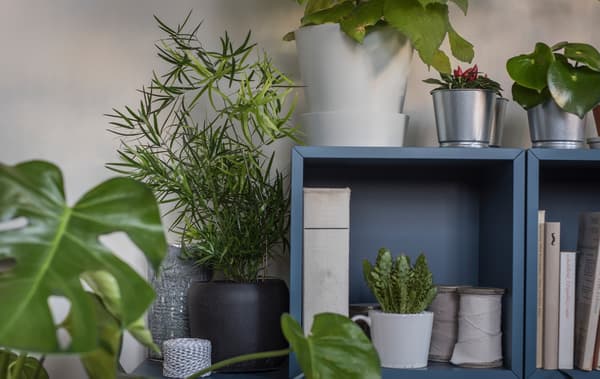 2 meubles de rangement bleus empilés posés par terre dans un salon, avec livres et plantes à l’intérieur et plantes tout autour.
