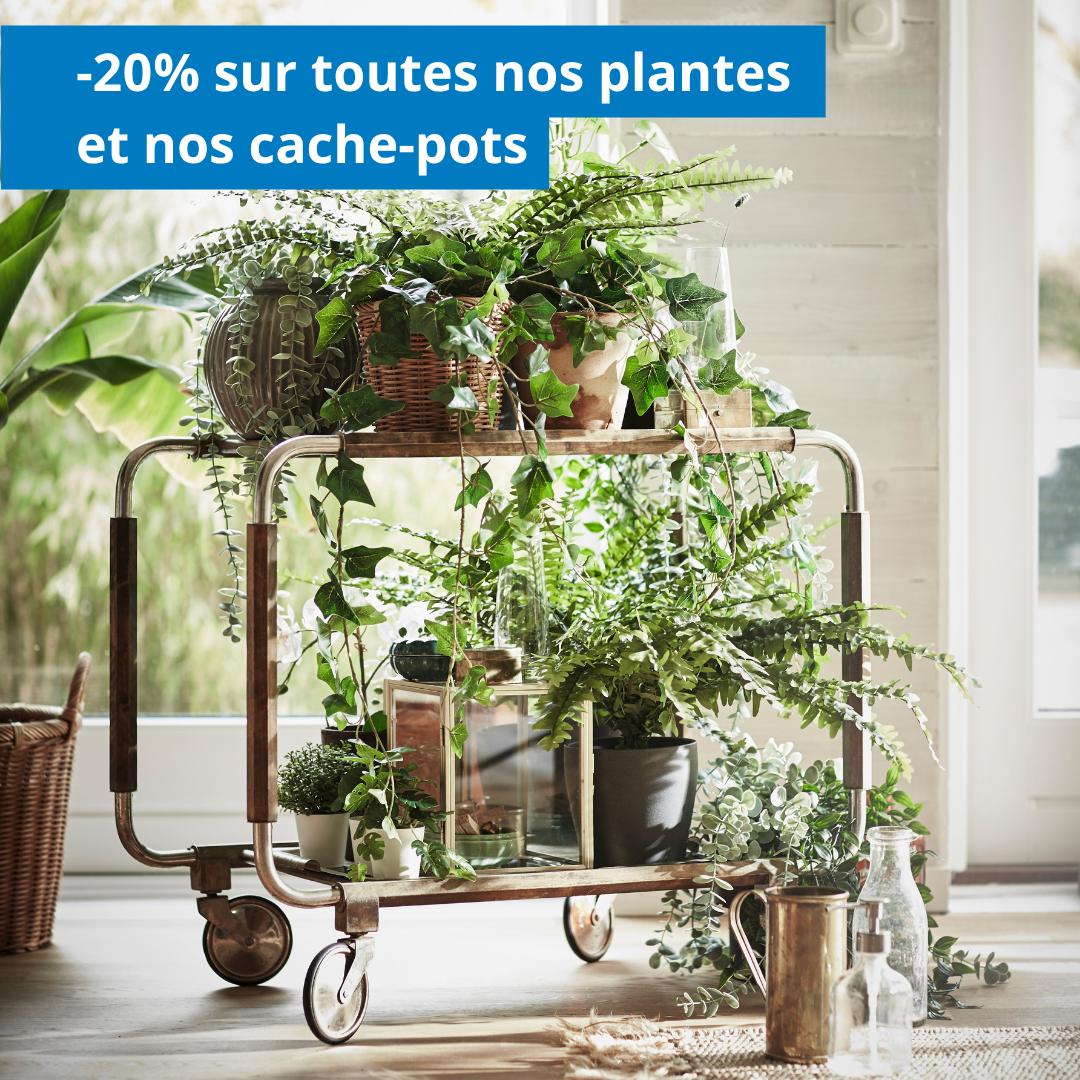 -20% sur toutes nos plantes et tous nos cache-pots