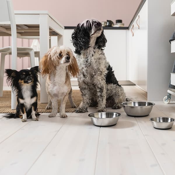 3 chiens de tailles différentes, assis dans une cuisine devant 3 gamelles en inox de tailles différentes