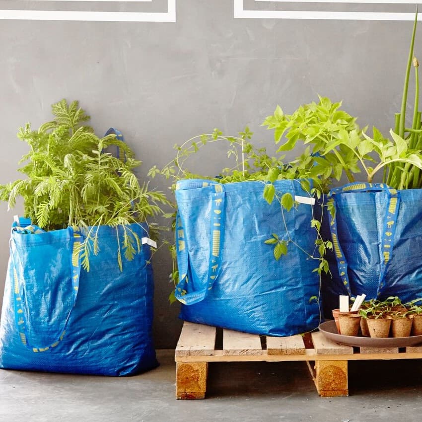 3 IKEA Pflanzen stehen in einer blauen IKEA Tasche.