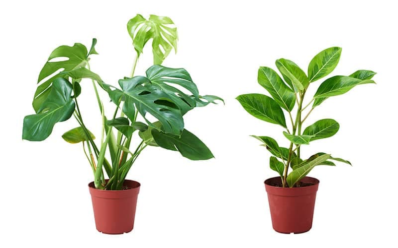 インテリアを印象的に見せる観葉植物の選び方｜IKEA【公式】 - IKEA