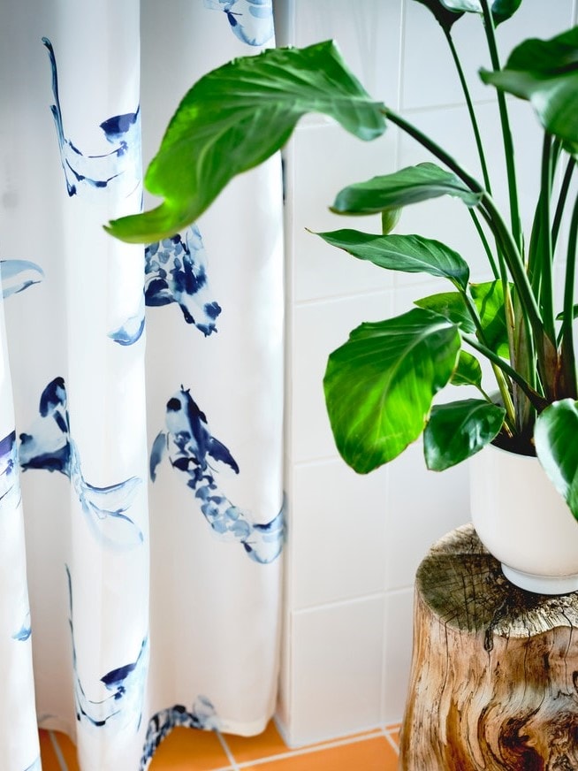 How to grow and care for your bird of paradise flower IKEA