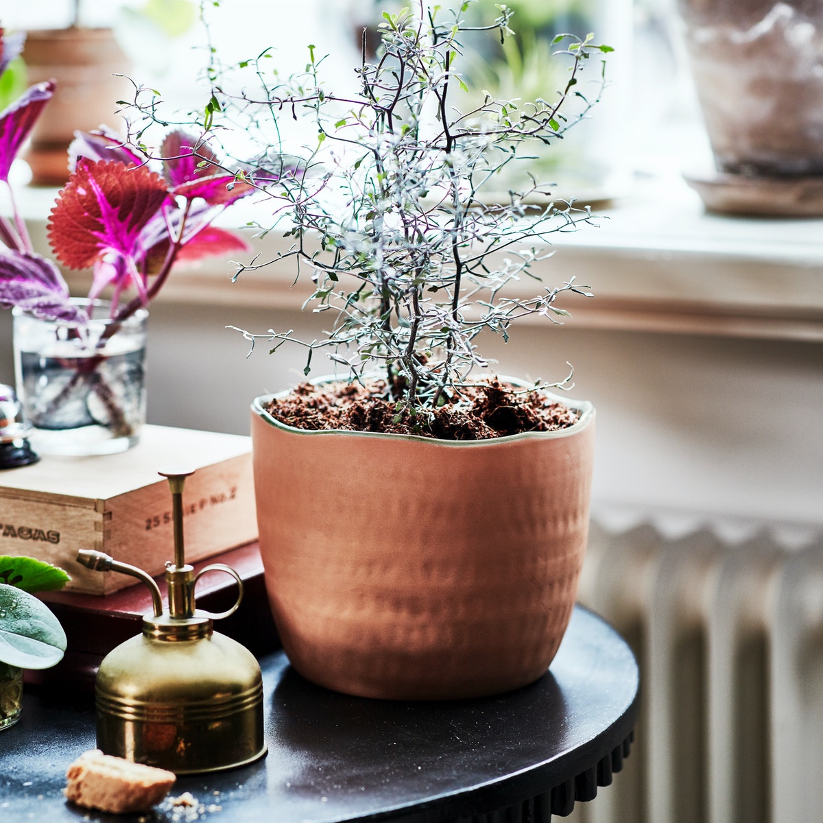 限定コレクション「BOTANISK/ボータニスク」登場｜IKEA【公式】 - IKEA