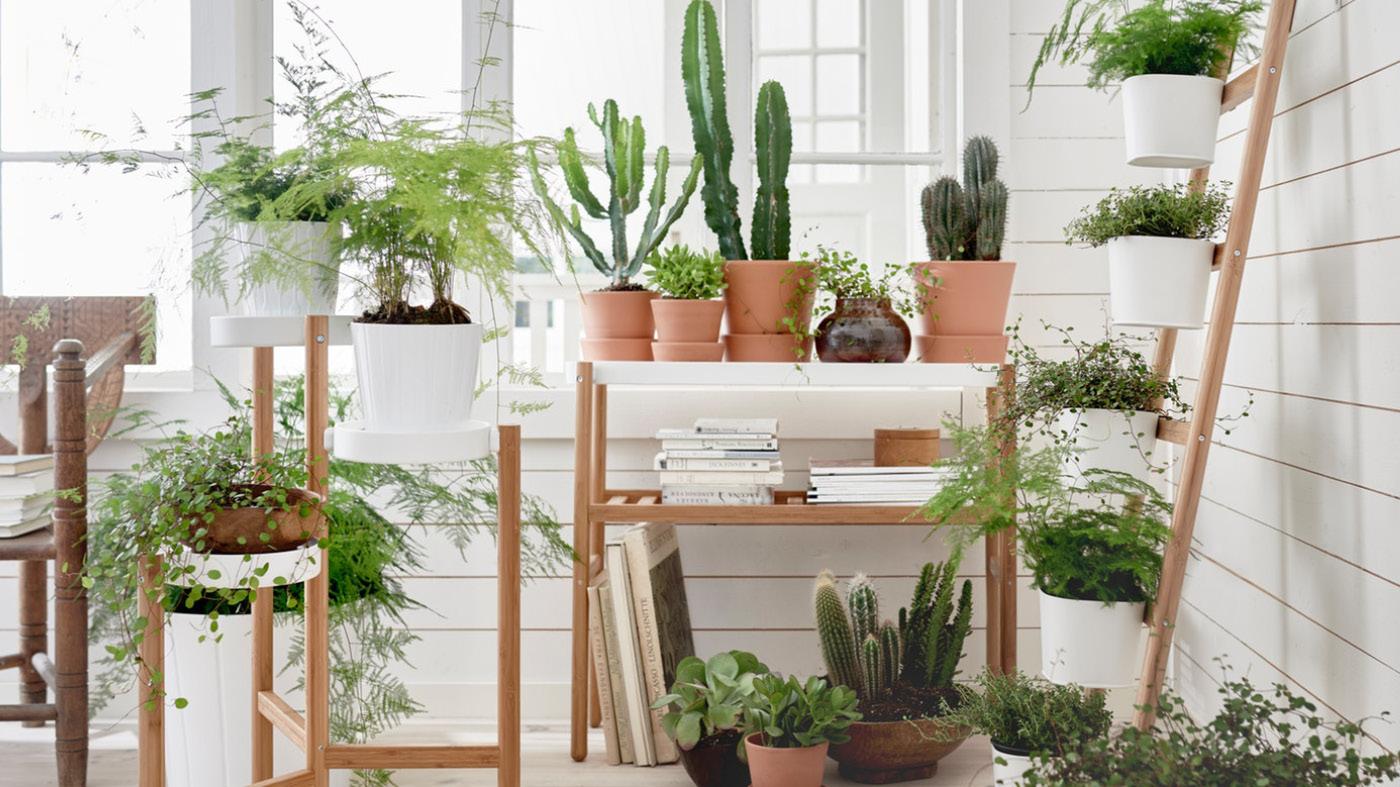 Un guide pour prendre soin de ses plantes d’intérieur IKEA