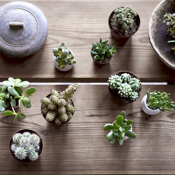 ไม้อวบน้ำขนาดจิ๋วในกระถาง 9 ต้นบนโต๊ะไม้