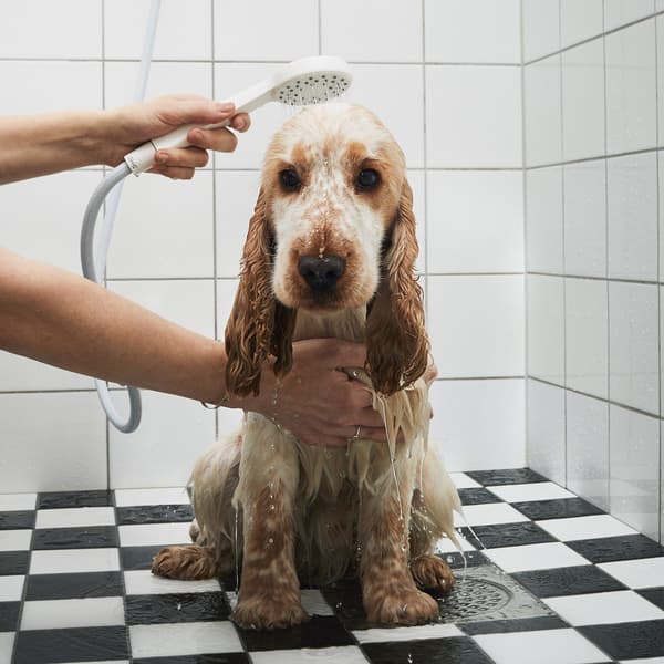 A bemused brown dog is being showered using a handheld shower head, in a black and white tiled bathroom.
