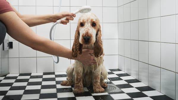 A bemused dog is being showered using a handheld shower head.