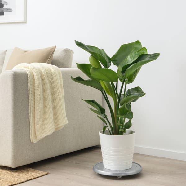 A Bird of paradise plant sits on a plant stand in a large white pot next to a sofa. 