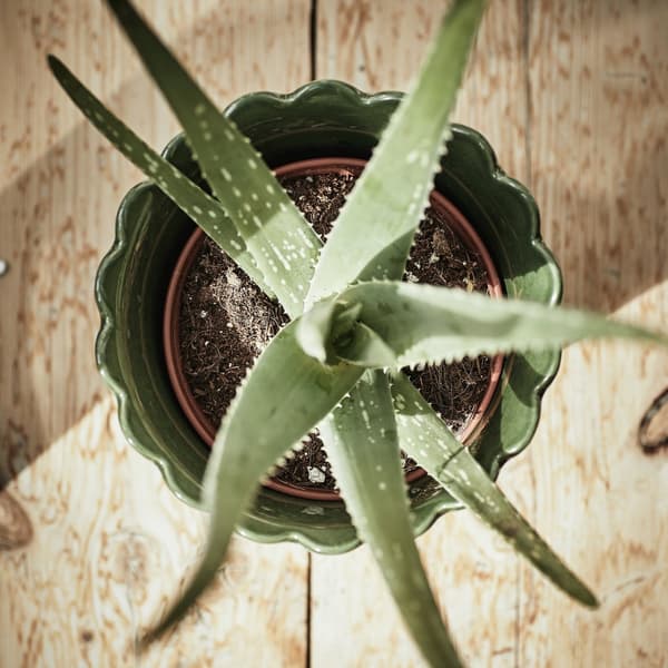 A birds-eye view of an Aloe vera plant in a pot