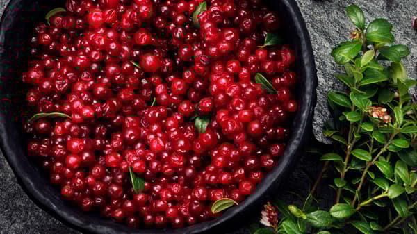 A black bucket full of freshly picked lingonberries standing outside on rock beside a lingonberry bush.