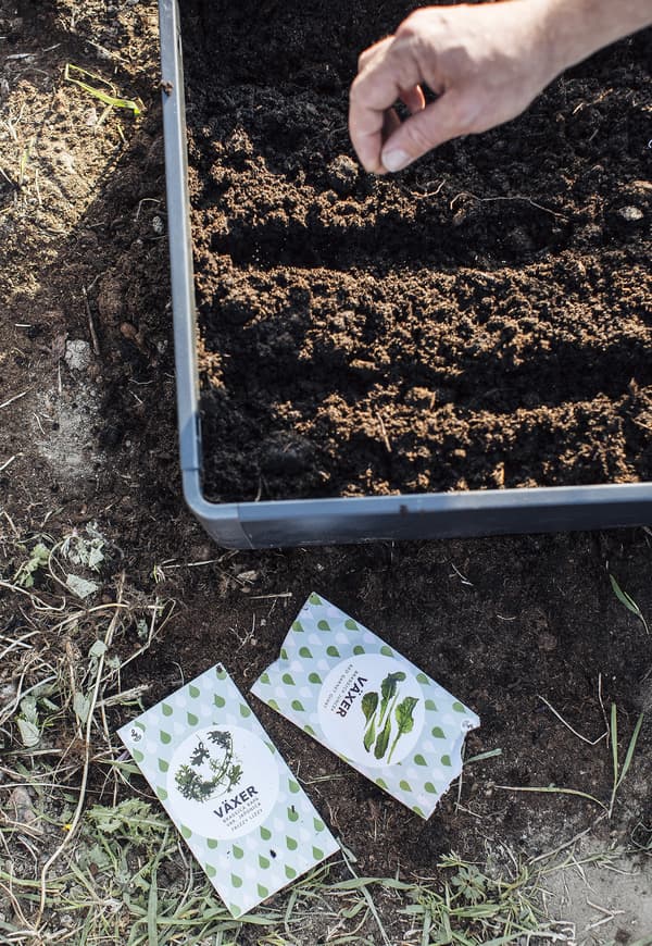 A box with soil and a hand pushing down a seed in it. 