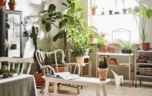 A bright room is furnished with a planting station, a shelf, a plant stand and chairs, and is filled with lots of plants.