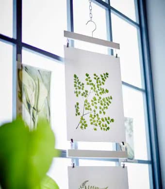 A bright window with botanical themed pictures on it.