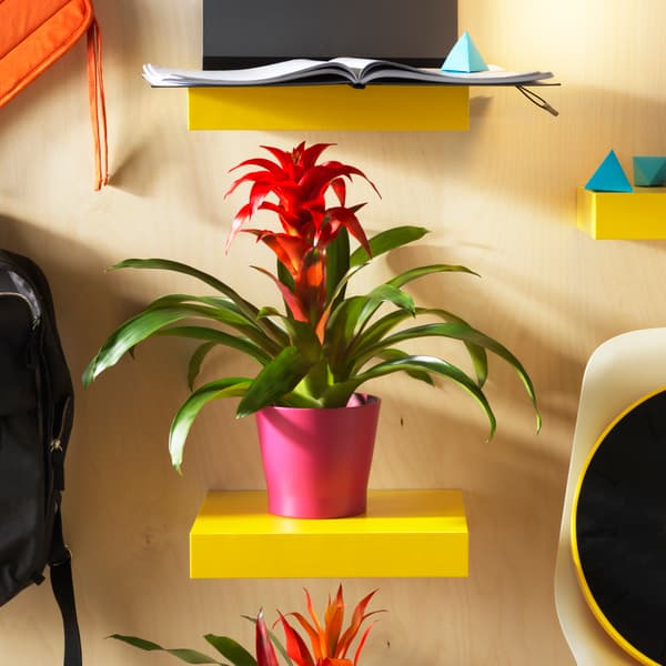A Bromeliad sits on a yellow floating shelf