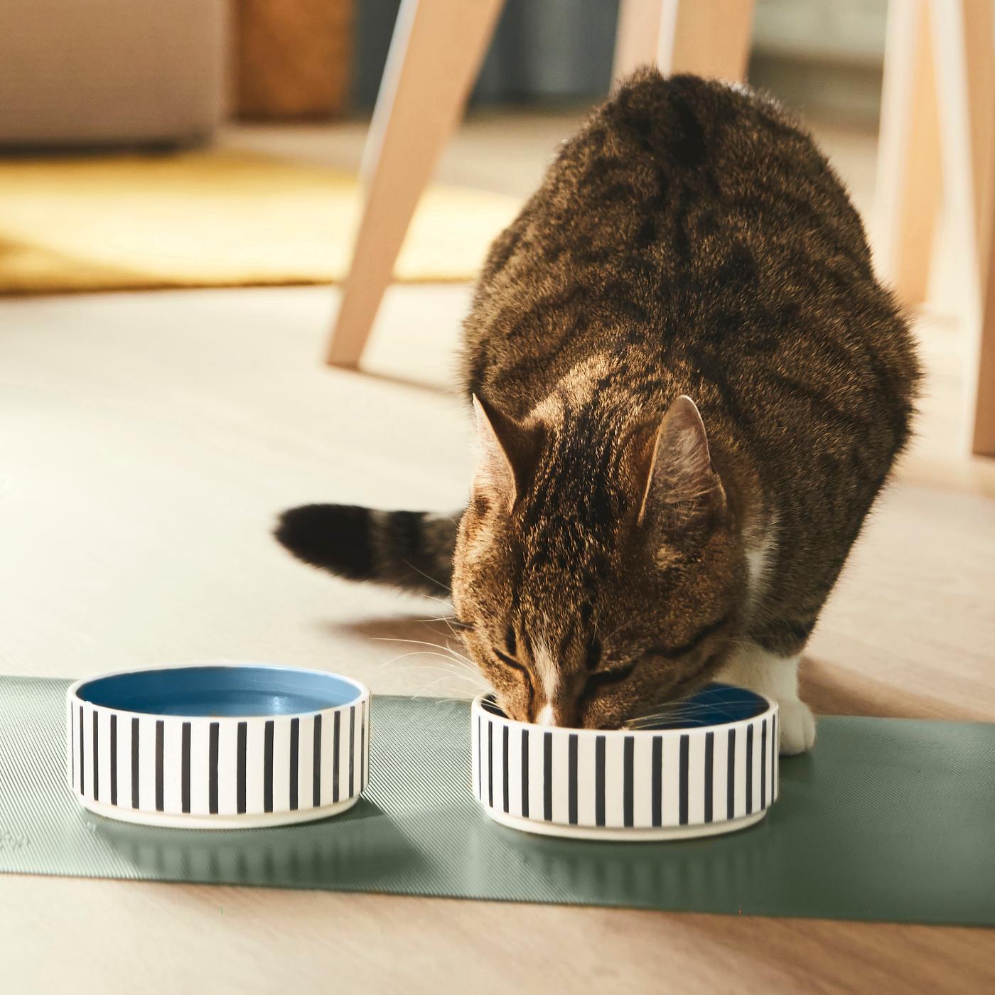 A cat eating from an IKEA UTSÅDD pet bowl in the kitchen.