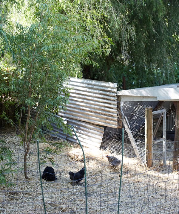A chicken coop made with wire fencing and corrugated iron set among the trees.