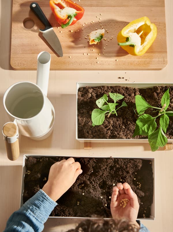 A child's hands placing seeds in soil, next to halved sweet peppers on a chopping board, BITTERGURKA plant pots and a watering can.