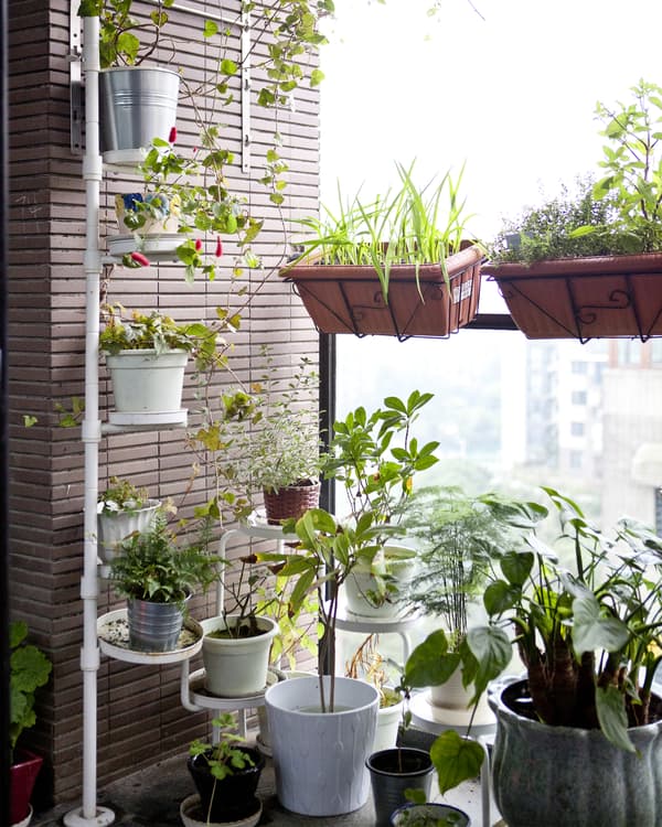 A city apartment balcony filled with plants. Potted plants on the floor, up the wall, and along the rail make an oasis.