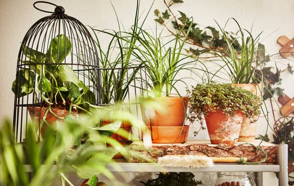 A close-up image of potted plants sitting on a shelf.