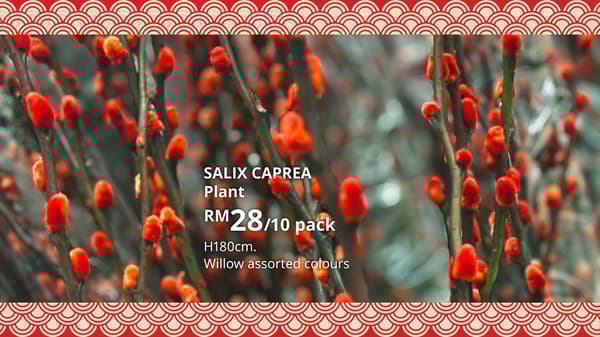 a close-up image of pussy willow in IKEA store.