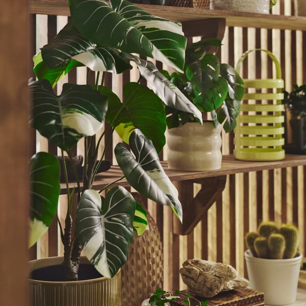 A close-up of a beige HASSELBUKETT plant pot showcasing vibrant green plants on wooden shelves.