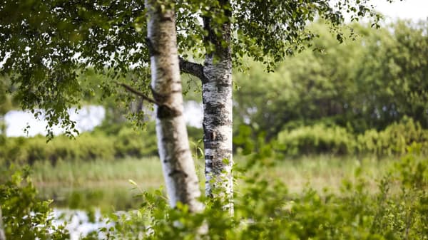 A close up of a birch tree in a field
