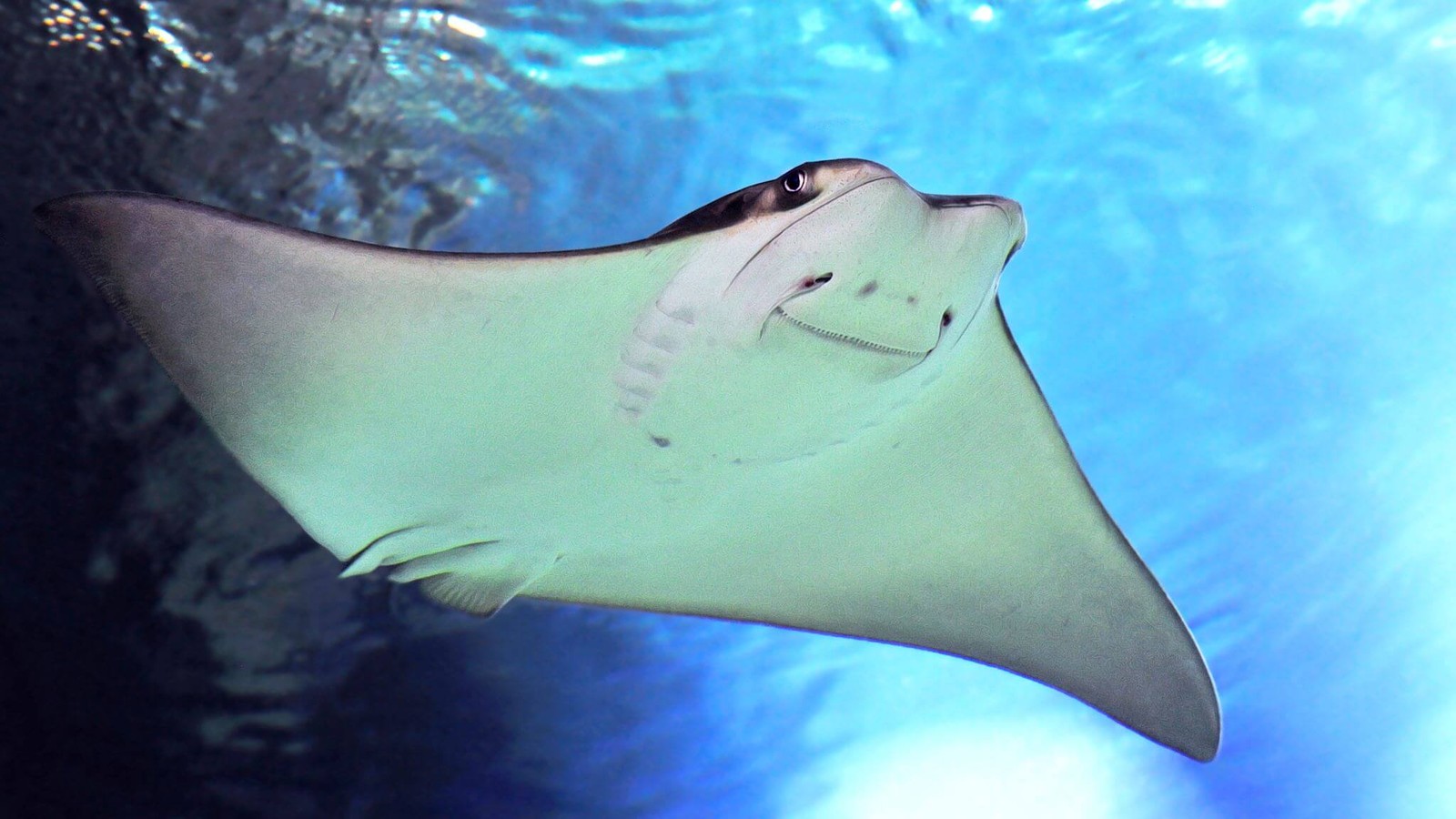 Furniture Store in Canton, MI IKEA