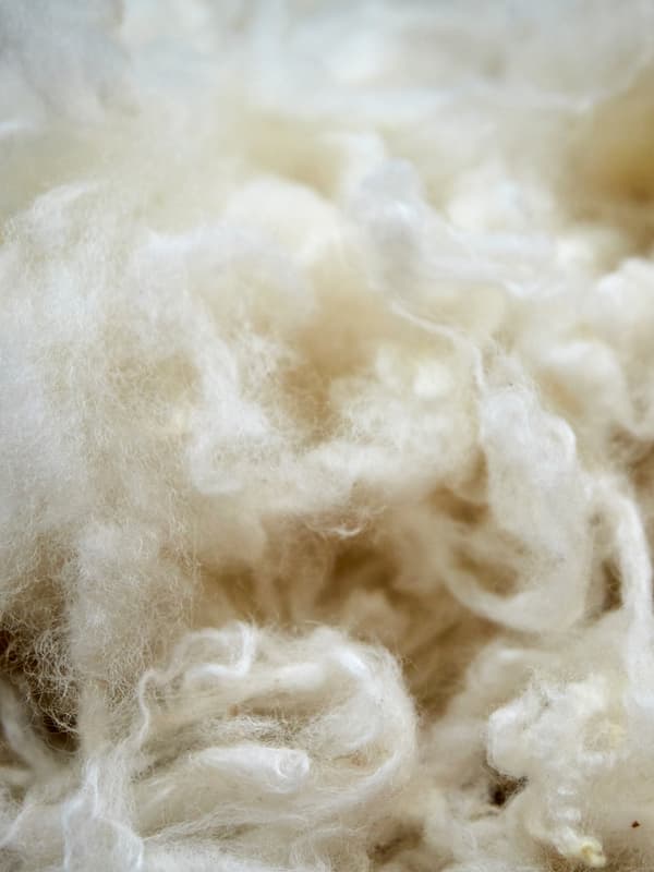A close up of a pile of shorn wool clearly showing the tufts and fibres.