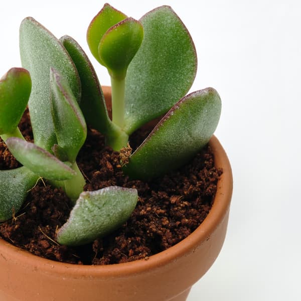 A close up of a small succulent plant