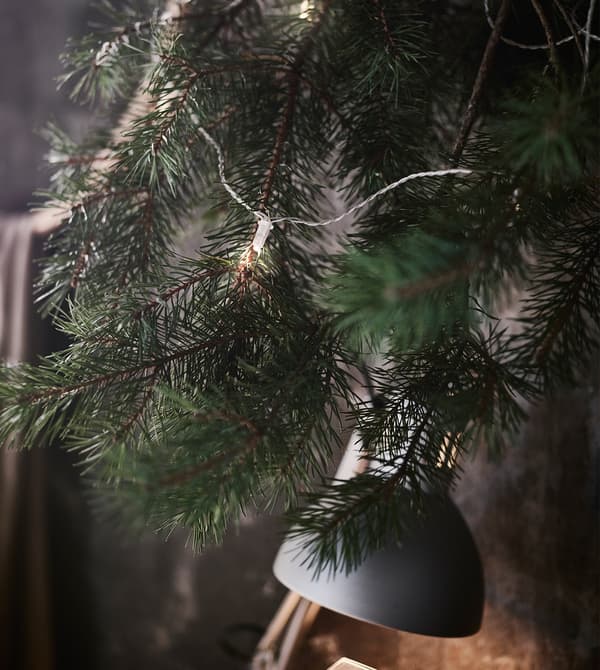 A close-up of an evergreen branch with LED string lighting.