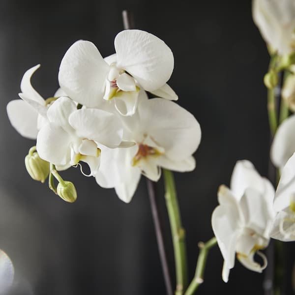 A close up of an orchid flower