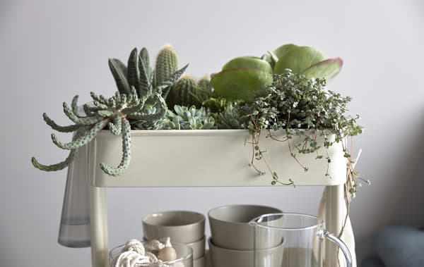 A close-up of RÅSKOG trolley being used as an indoor garden filled with succulents and cactus.
