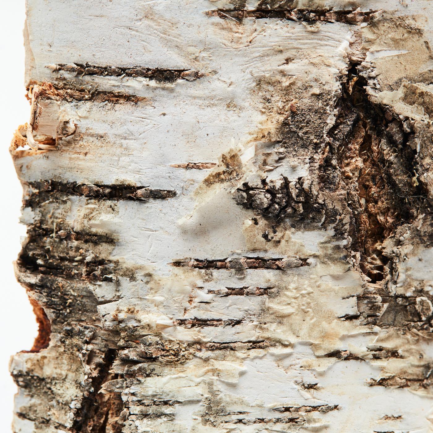 A close-up of the bark of a birch wood log. Part of a collage of images of an ADLAD scented candle and Scandinavian wood.