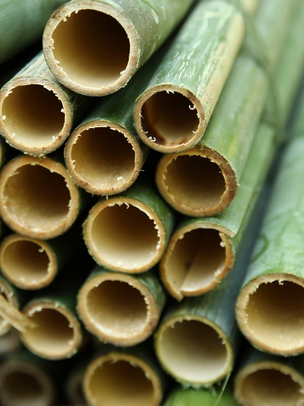 A close-up up of many green and fresh bamboo grass blades, put together in a bunch and cut in the edges.