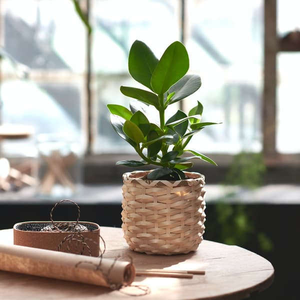 A Clusia plant in a rattan plant pot on the table in the living room
