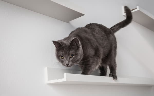 A collage showing picture ledges used as an organiser for sports equipment, a cat shelf on a wall and a coat rack with a shelf