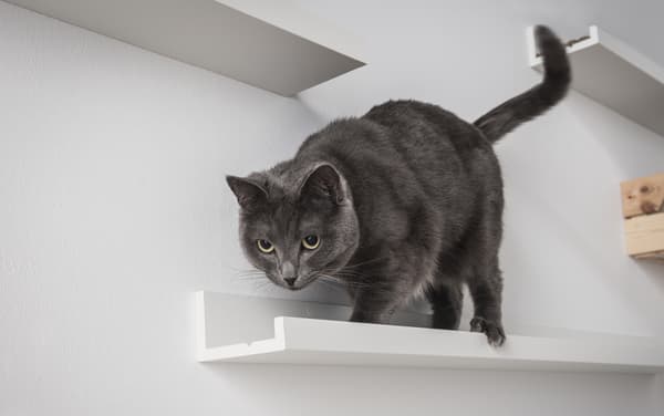 A collage showing picture ledges used as an organiser for sports equipment, a cat shelf on a wall and a coat rack with a shelf