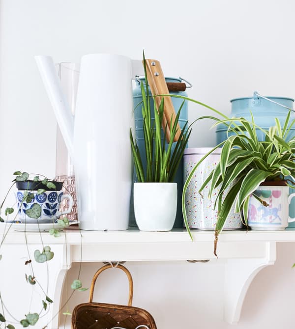 A collection of plants and jugs on a white shelf.