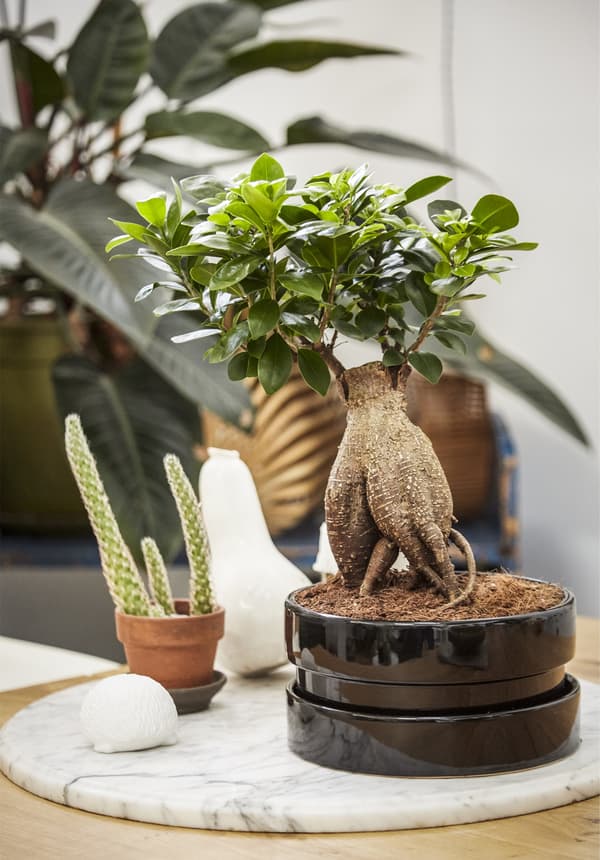 A collection of potted plants.