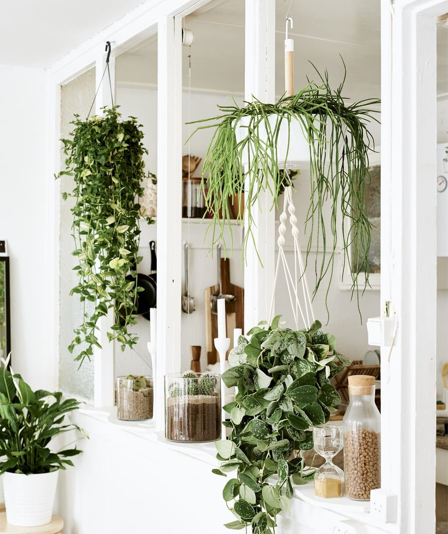 Refresh your home with house plants IKEA