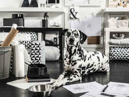 A Dalmatian lying on the ground with a metal bowl in front of it, and black and white furnishings around it.