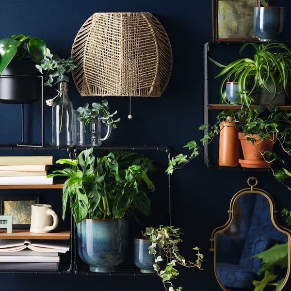 A dark blue wall with a handmade seagrass MÅNALG wall lamp, GULLHULT wall shelves, books, pots, plants and a mirror.